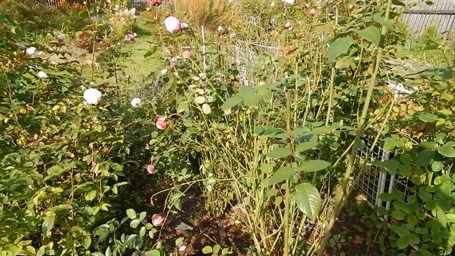 Розы Остина сейчас. Надо ли обрезать листья на зиму. смотреть онлайн