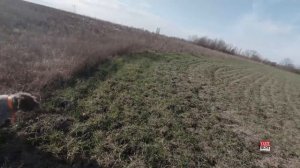 ОХОТА НА ФАЗАНА С ДРАТХХАРОМ И ЛАБРАДОРОМ?Контейнерный или безконтейнерный патрон??ДРОБЬ № 6 ИЛИ №3