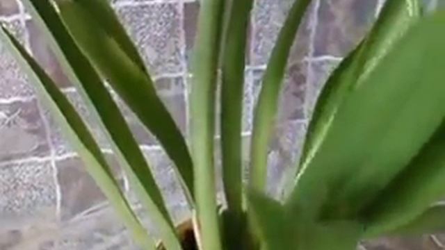 Орхидея мильтониопсис: уход, мои ошибки, мои наблюдения... смотреть онлайн