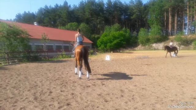 Продается выездковый мерин 2008(8лет) цровень МП пассаж пиафф, высокий элегантный конь смотреть онлайн