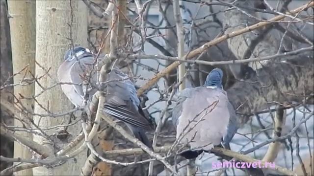 ? Дикий лесной голубь - Вяхирь