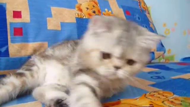 Экзотические короткошерстные котята питомник смотреть онлайн