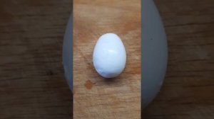 Можно ли есть яйца мускусных уток/индоуток?