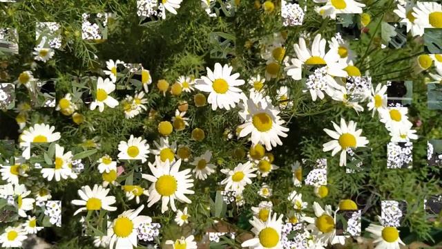Просто красивые цветы и музыка. Музыкальная открытка смотреть онлайн