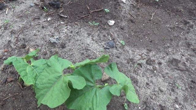 Фасоль, выращенная рассадой .Фасоль зернами в грунт. Есть разница??? смотреть онлайн