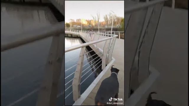Почему ваша собака без намордника? Дори иди ответь ей смотреть онлайн