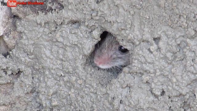 Макеевская наглая мышь.Эти забавные животные