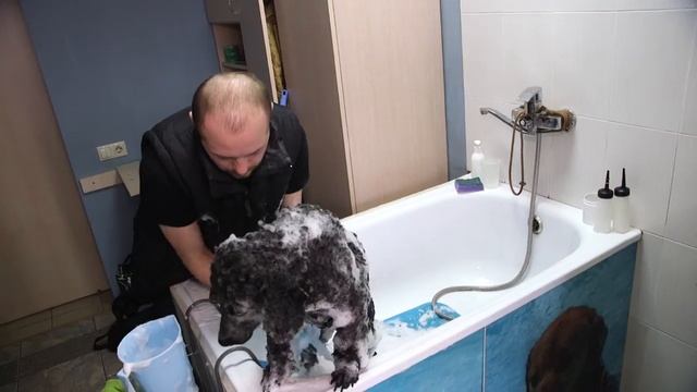 Уход за шерстью пуделя смотреть онлайн