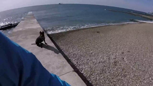 Морское купание питбуля Остина смотреть онлайн