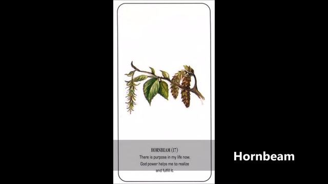 LAS 38 FLORES DE BACH (MINI CURSO)