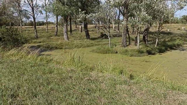 Франция, продолжение истории об ослике и лошадке 👍💝 смотреть онлайн