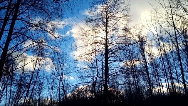 VID 20211114 152508 Люблю когда шумят берёзы... (Н. Рубцов)... Павел Васильев Лахтинский смотреть онлайн