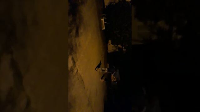 Даги в москве смотреть онлайн