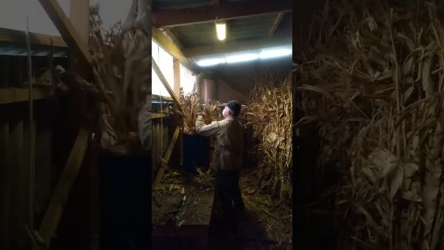 Измельчение ботвы кукурузы. смотреть онлайн