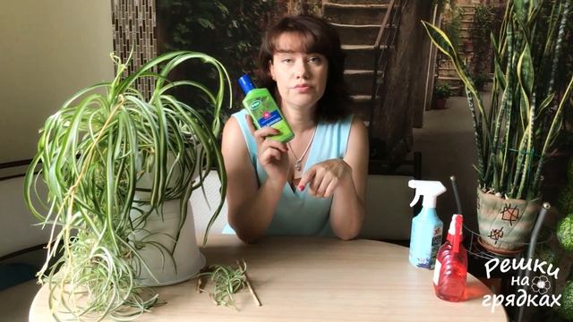 Хлорофитум - красивое, нетребовательное и очень полезное растение! смотреть онлайн