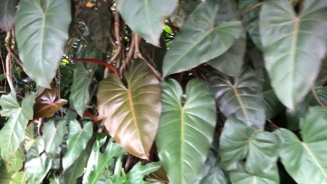 SORPRENDENTES PLANTAS DEL JARDIN BOTANICO DE MEDELLIN.
