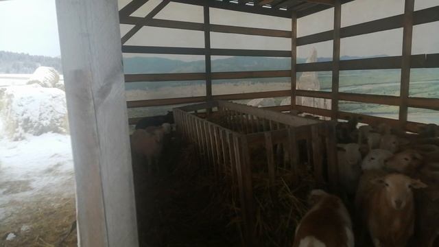 Катумские овцы ч. 28