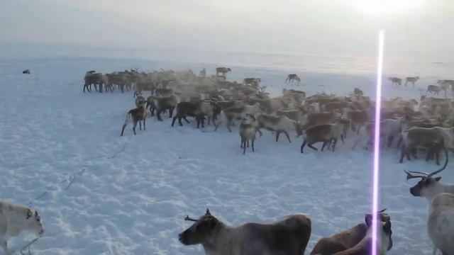 Ловля оленей смотреть онлайн