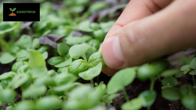 BASIL смотреть онлайн