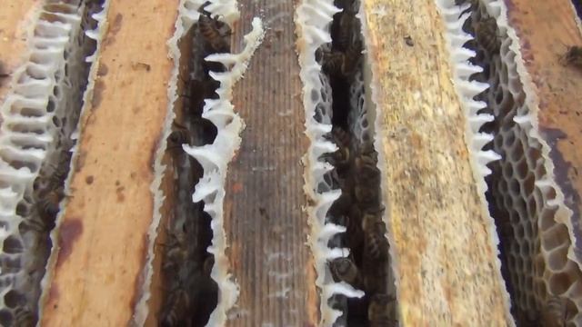 Медосбор 2017. Итоги кочевки на гречку. Осот полевой или молочай как медонос смотреть онлайн