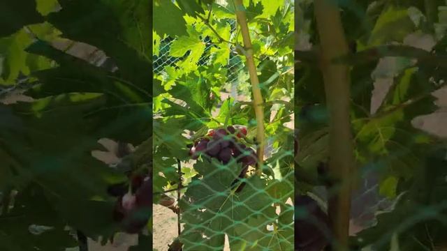 Виноград Пестрый