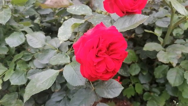 роза плетистая Симпатия смотреть онлайн