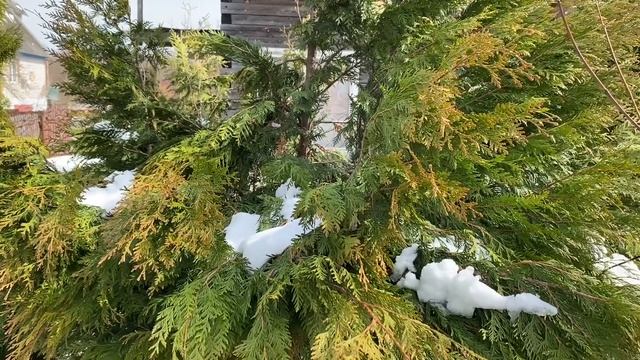 Ужас?! Как снегопады повредили мой сад. Повесила новый текстиль 30.03.2023 смотреть онлайн