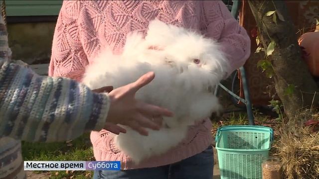 Фермеры в Судогодском районе разводят необычных животных смотреть онлайн