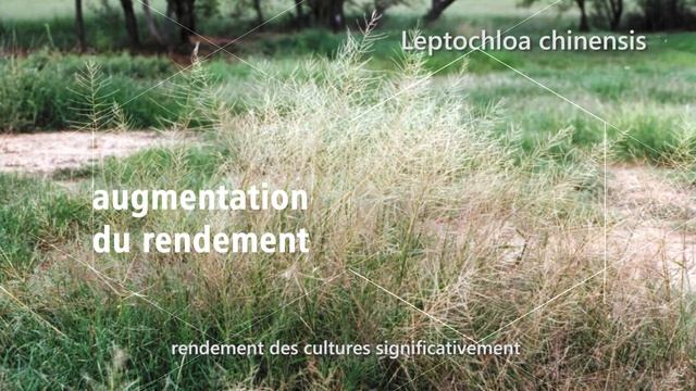 Metolachlor 380 g/L + Prometryn 130 g/L SE смотреть онлайн