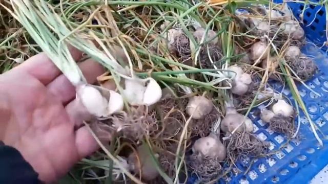 Луковицы птицемлечника. Когда выкапывать и когда сажать? смотреть онлайн
