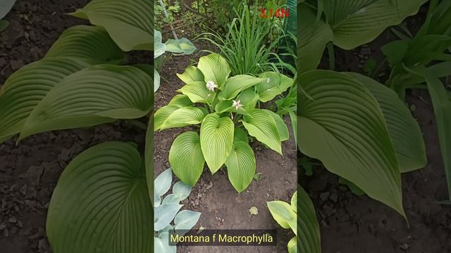 хоста Montana forma Macrophylla смотреть онлайн
