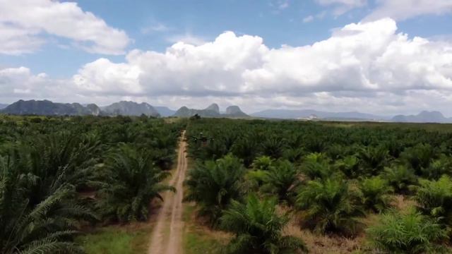 Oil Palm Estate Multispectral Mapping смотреть онлайн