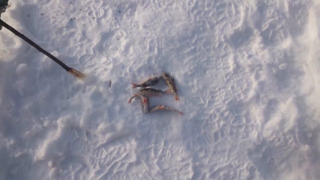 Первый лёд- рыбалка смотреть онлайн