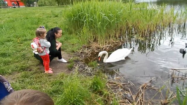Лебедь ест с рук. смотреть онлайн