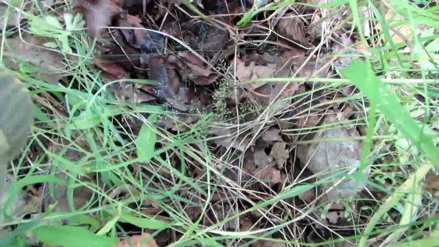 По грибы июль 2019 смотреть онлайн