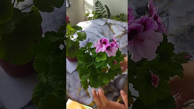 Герань және пеларгония гүлінің құпиясы смотреть онлайн