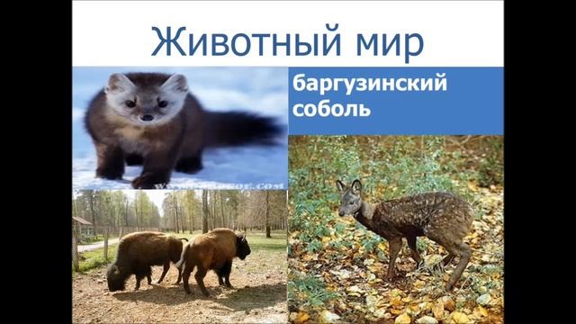 Баргузинский заповедник смотреть онлайн