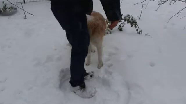 akita-inu KATASHI смотреть онлайн