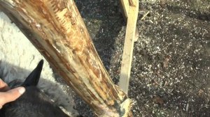 Итоги содержания поросят Венгерская мангалица за 1г.3м.