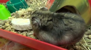 ЧЕМ КОРМИТЬ ХОМЯКА? | ЧТО МОЖНО И НЕЛЬЗЯ ДАВАТЬ ХОМЯКАМ | ДНЕВНОЙ РАЦИОН ХОМЯКА