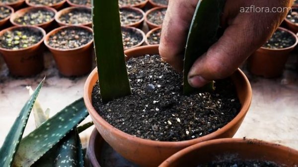 РАЗМНОЖЕНИЕ АЛОЭ С ОДНОГО ЛИСТА | ЭКСПЕРИМЕНТ