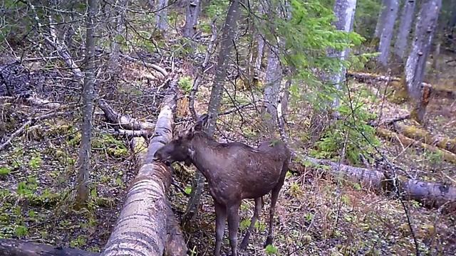 Лось в дикой природе
