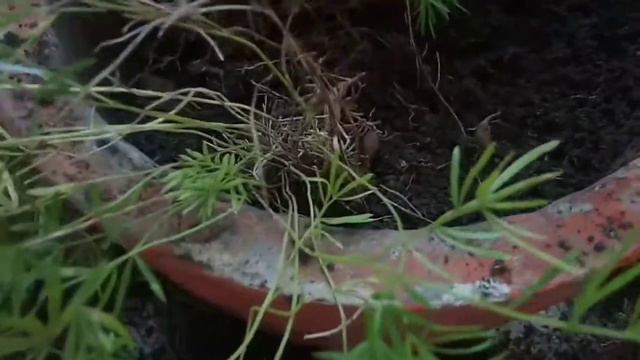 Asparagus fern/Problem in growth /Yellow leaves and root bounding problem/Tips for asparagus fern смотреть онлайн