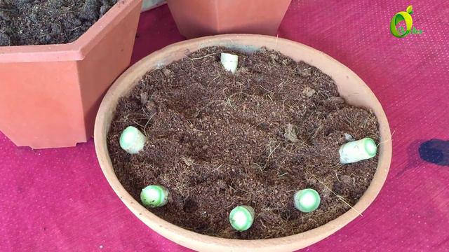 how to propagate and decorate aglaonema/organic garden смотреть онлайн