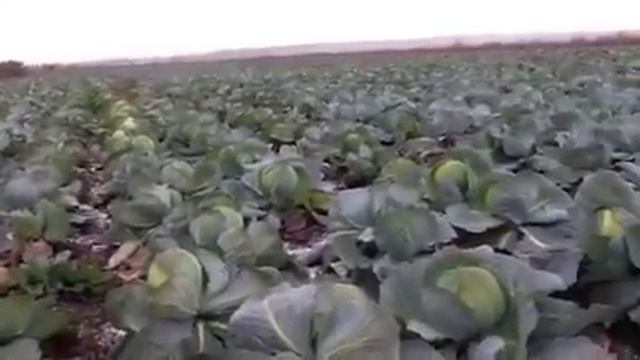 Капуста замерзла 1 смотреть онлайн