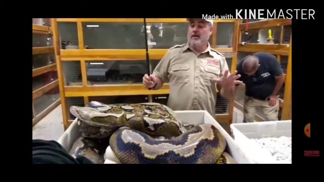Green Anaconda Vs Reticulated Python смотреть онлайн