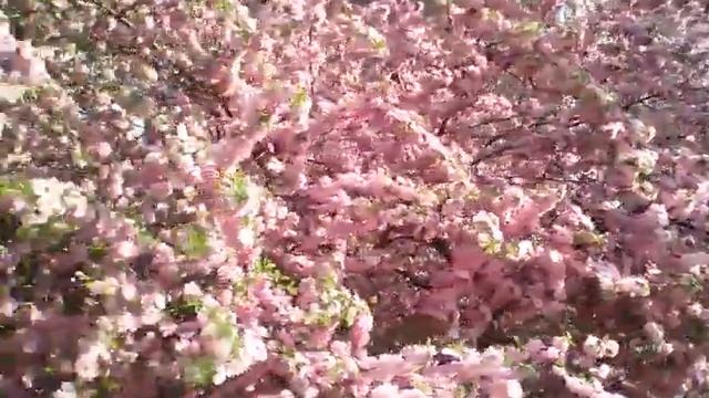 Сакура в Хабаровске. смотреть онлайн