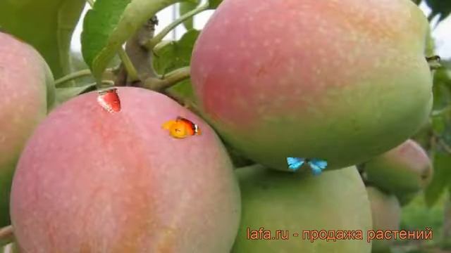 Яблоня обыкновенная Горный синап (gornyy Sinap) ? обзор: как сажать, саженцы яблони Горный синап