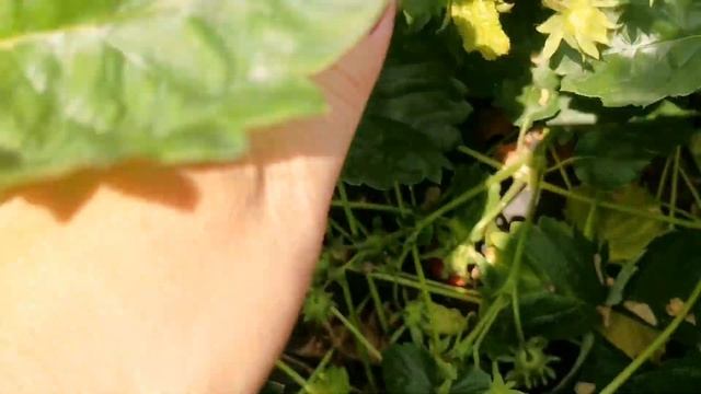 Купчиха!!!! Без урожая не останитесь??? смотреть онлайн