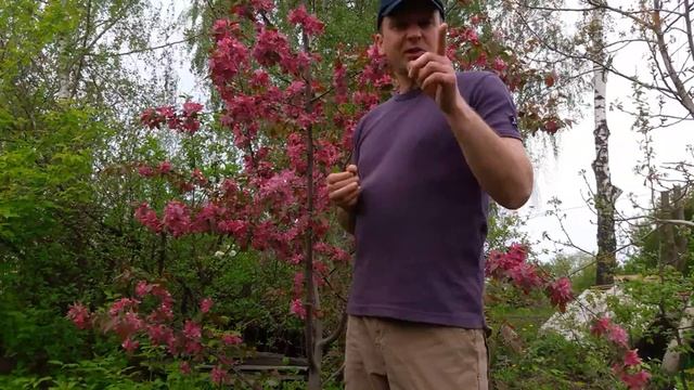 Райська яблуня смотреть онлайн